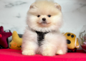 Safkan Pomeranian Boo Yavrularımız